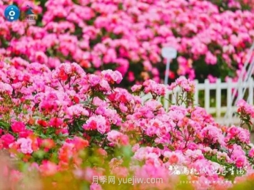2024年第二届杭州市月季花展举办，赏500万株月季